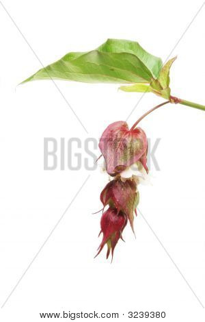 Abutilon