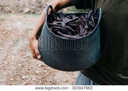 closeup of a young caucasian farmer man outdoors carrying a basket full of carob beans during the harvest