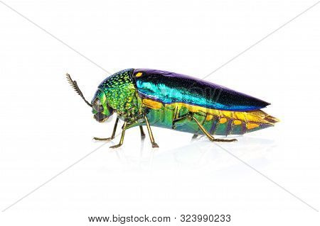 Image Of Green-legged Metallic Beetle (sternocera Aequisignata) Or Jewel Beetle Or Metallic Wood-bor