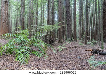Bark Covered Forest Floor And Undergrowth Of Fern Amongst Tall Sequoia Trees In Whakarewarewa Redwoo
