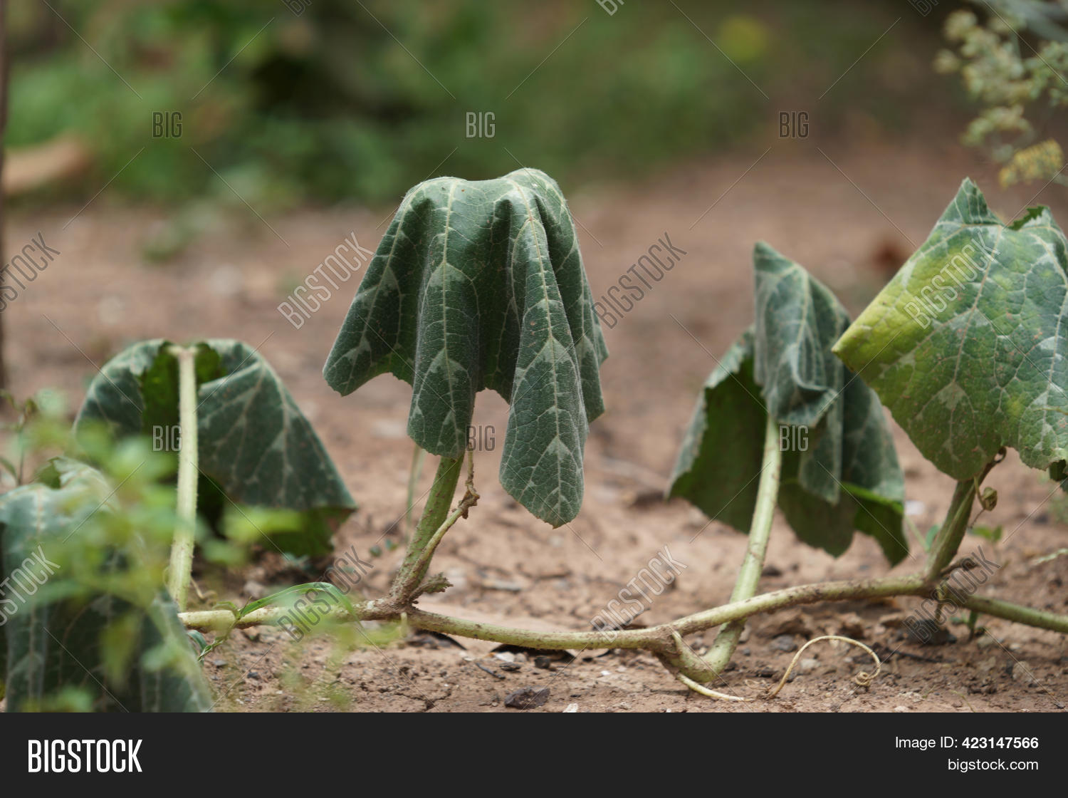 Plants That Wither Due Image & Photo (Free Trial) Bigstock