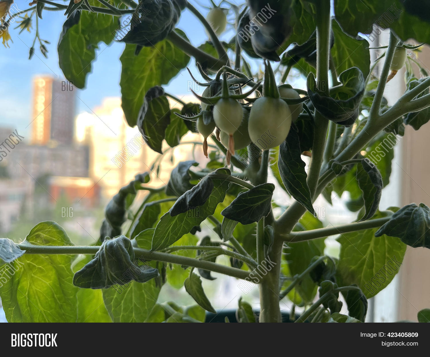Balcony Garden. Tomato Image & Photo (Free Trial) Bigstock