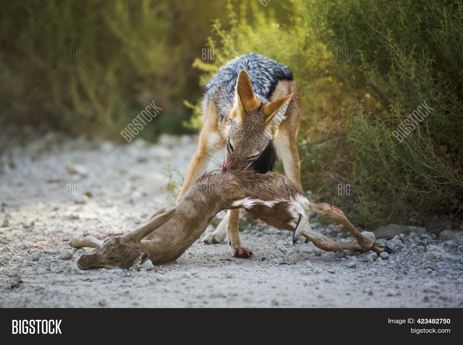 Black Backed Jackal Image & Photo (Free Trial) Bigstock