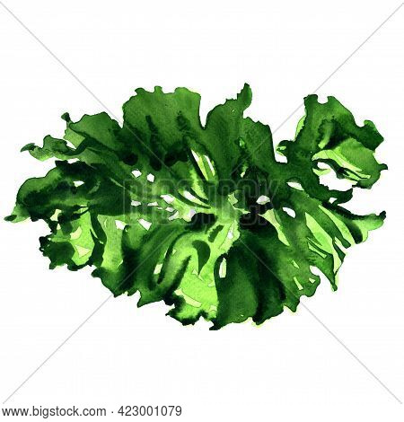 Green Sea Weed, Seaweed, Anaaosa, Ana-aosa, Ulva Pertusa Kjellman, Aonori, Japanese Food, Object Clo