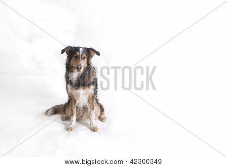 Cane carino su sfondo bianco
