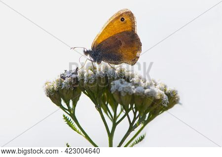 Small Copper Butterfly, Hyponephele Lupinus, Perched On White Wildflower In Nature. Orange Wing. Mac