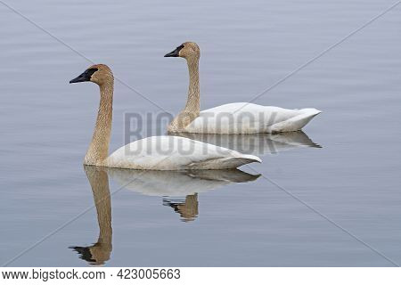 A Pair Of Migrating Tundra Swans On The Mississippi Flyway On Spring Lake On The Mississippi River