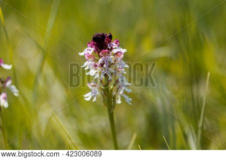Burnt Orchid, Neotinea Ustulata
