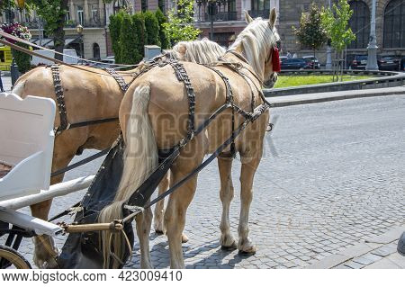 A Pair Of Horses With Blinders On Their Eyes Harnessed To A Carriage Stand In The City On The Cobble