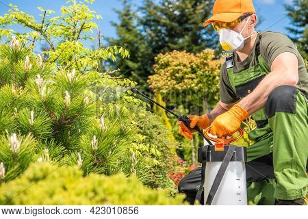 Caucasian Men Fungicide His Backyard Garden Plants By Spraying Bioactive Liquid. Gardening Theme.