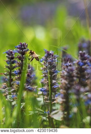 Bee Flying Around Purple Common Bugle Flowers, Latin Name Ajuga, Collecting Pollen In Sunny Meadow, 