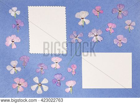 Page From An Old Photo Album. Flowers Viscaria. Scrapbooking Element Decorated With Leaves, Flowers 
