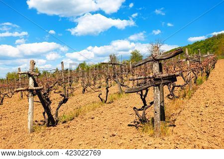 Vineyard In Southern Countries . Agricultural Winery Plants