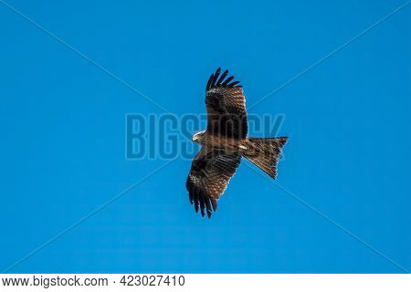 The Bird Of Prey Black Kite Flying In Blue Sky. The Black Kite, Milvus Migrans, Is A Medium-sized Bi