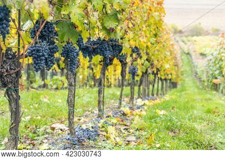 Blue grapes Cabernet Moravia in autumn vineyard, Southern Moravia, Czech Republic