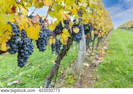 Blue grapes Cabernet Moravia in autumn vineyard, Southern Moravia, Czech Republic