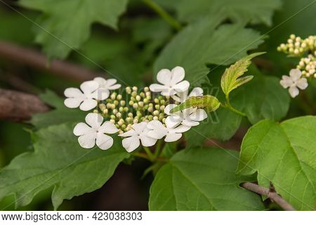 Viburnum Opulus Or Kalina Flowers In Garden In Spring
