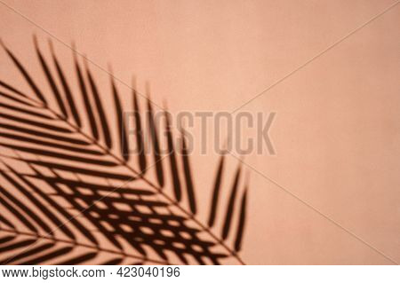 Palm Leaves Shadows On Sienna Background. Minimalism.