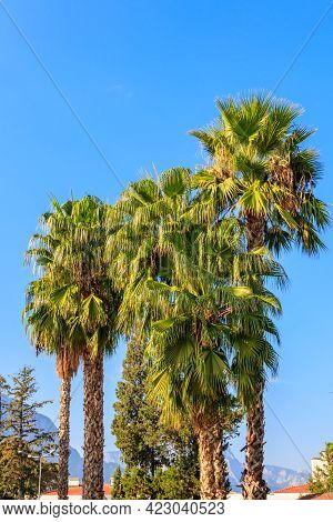 Trachycarpus Fortunei (chusan Palm Or Windmill Palm) Against Blue Sky