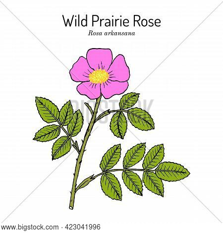 Wild Prairie Rose Rosa Arkansana , Ornamental Plant, Official State Flower Of Iowa And North Dakota.