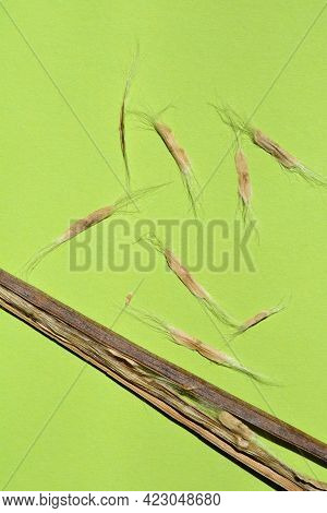 Common Catalpa Dry Seed Pod And Seeds On Green Paper Background - Latin Name - Catalpa Bignonioides