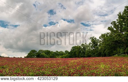 Red Crimson Clover, Trifolium Incarnatum Flower Field, Trees And Dramatic Sky. Czech Landscape