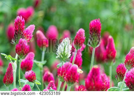 Close Up One White In Red Crimson Clover, Trifolium Incarnatum Flower Field. Czech Landscape