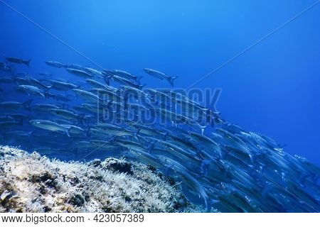 Fish School Underwater, Fish Underwater Background (mugil Cephalus) flathead Grey Mullet
