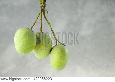 Bunch Of Raw Mango Or Green Mango