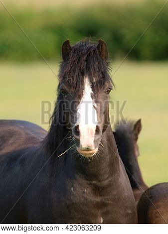 A Head Shot Of A Bay Welsh Pony In A Summer Paddock.