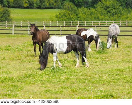 A Group Of Four Horses Grazing In A Summer Paddock.