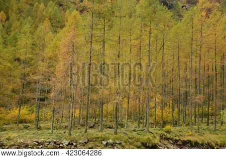 Vallemaggia, Magic Valley Or Valle Magia, Beautiful Trees, Forest, Pinetree