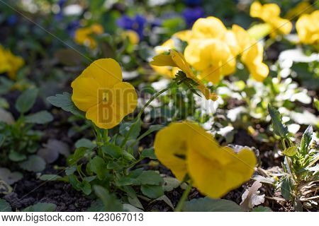 Yellow Flowers Pansy Blossom In Spring, Garden Decoration Undersized Flowering Plants. Natural Flowe