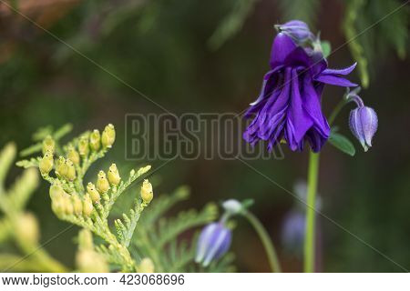 Beautiful Meadow Field With Wild Flowers. Spring Or Summer Wildflowers Closeup. Health Care Concept.