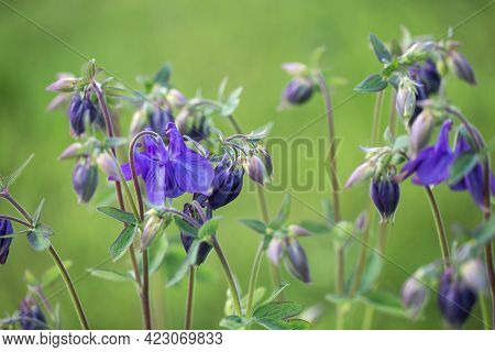 Beautiful Meadow Field With Wild Flowers. Spring Or Summer Wildflowers Closeup. Health Care Concept.