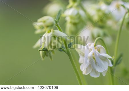 Beautiful Meadow Field With Wild Flowers. Spring Or Summer Wildflowers Closeup. Health Care Concept.