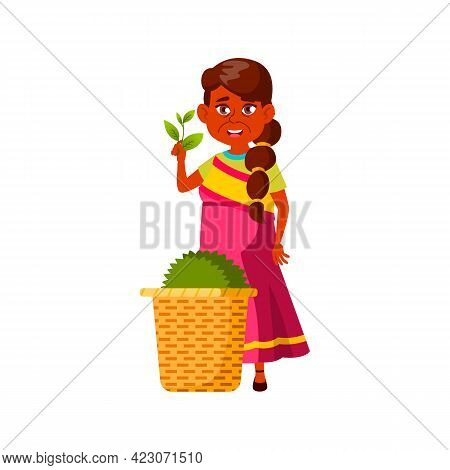 Indian Adult Woman Showing Tea Harvest On Plantation Cartoon Vector. Indian Adult Woman Showing Tea 