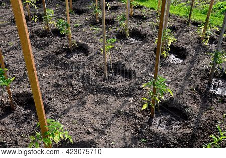 In The Vegetable Garden Grows A Lot Of Tomato Plants That Have Black Foil Between The Rows Against E