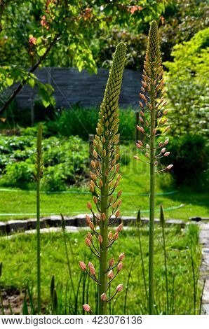 Massive Is A Stout And Perennial Exotic Plant Up To 250 Cm This Herb Originates From The Semi-desert