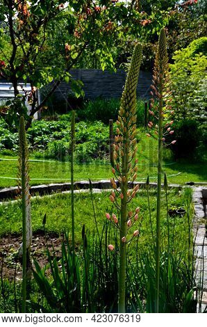 Massive Is A Stout And Perennial Exotic Plant Up To 250 Cm This Herb Originates From The Semi-desert