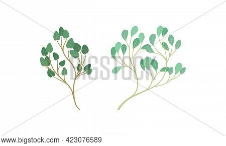 Sprigs And Twiglets With Green Leaves As Botanical Foliage Vector Set