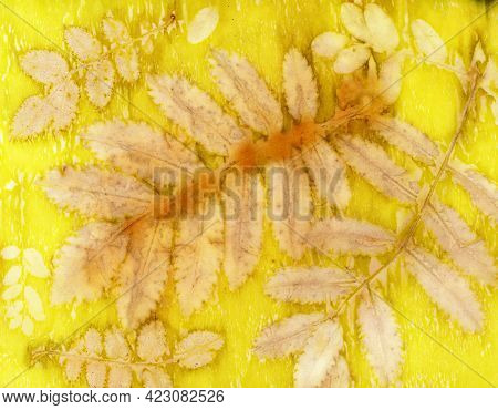 Botanical Print With Leaf Prints On Natural Silk. Hand-drawn Illustration. Ecoprint.
