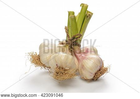 Bunch Of Heads Of Garlic On White Background With Soft Shadow