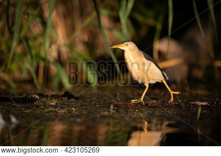 Portrait Of Little Bittern (ixobrychus Minutus) On A Sunny Morning In Summer In Vienna (austria)