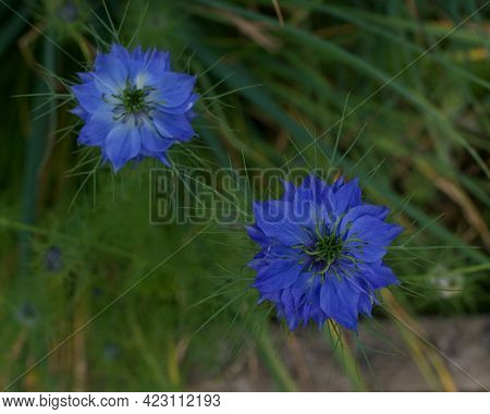 Two Cornflower Blue Nigella Flowers With Foliage In Garden Setting