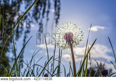 Dandelion On A Green Meadow In The Light Of Sun Rays Soft Focus