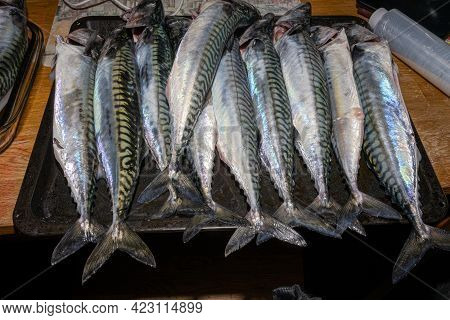 A New Catch Of Mackerel, Scombridae, Ready For Cooking