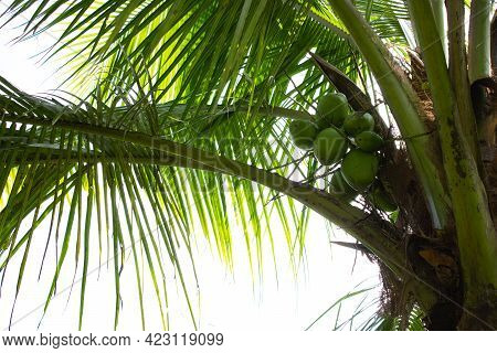 Coconut Tree Top With Bunch Of Tender Coconuts In Bright Sun Background