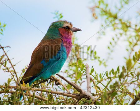 Uccello Rullo petto Lilla. Safari Amboseli, Kenya, Africa