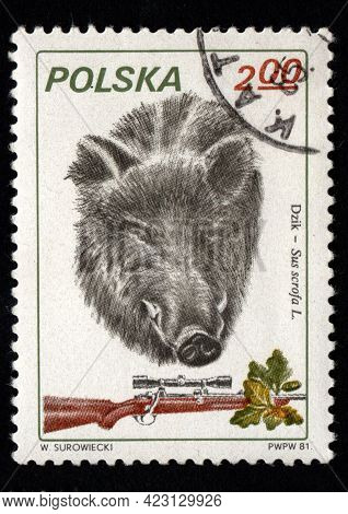 Poland - Circa 1984: Stamp Printed In Poland Showing Wild Boar. Postal Stamp About Wild Boar. Wild S